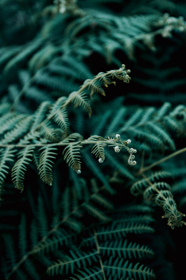 new fern leaves opening up