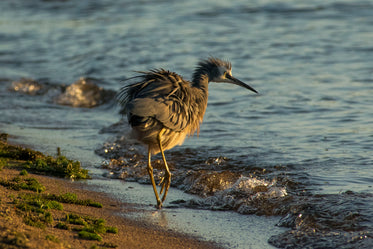 new zealand shorebird tip toes through the surf