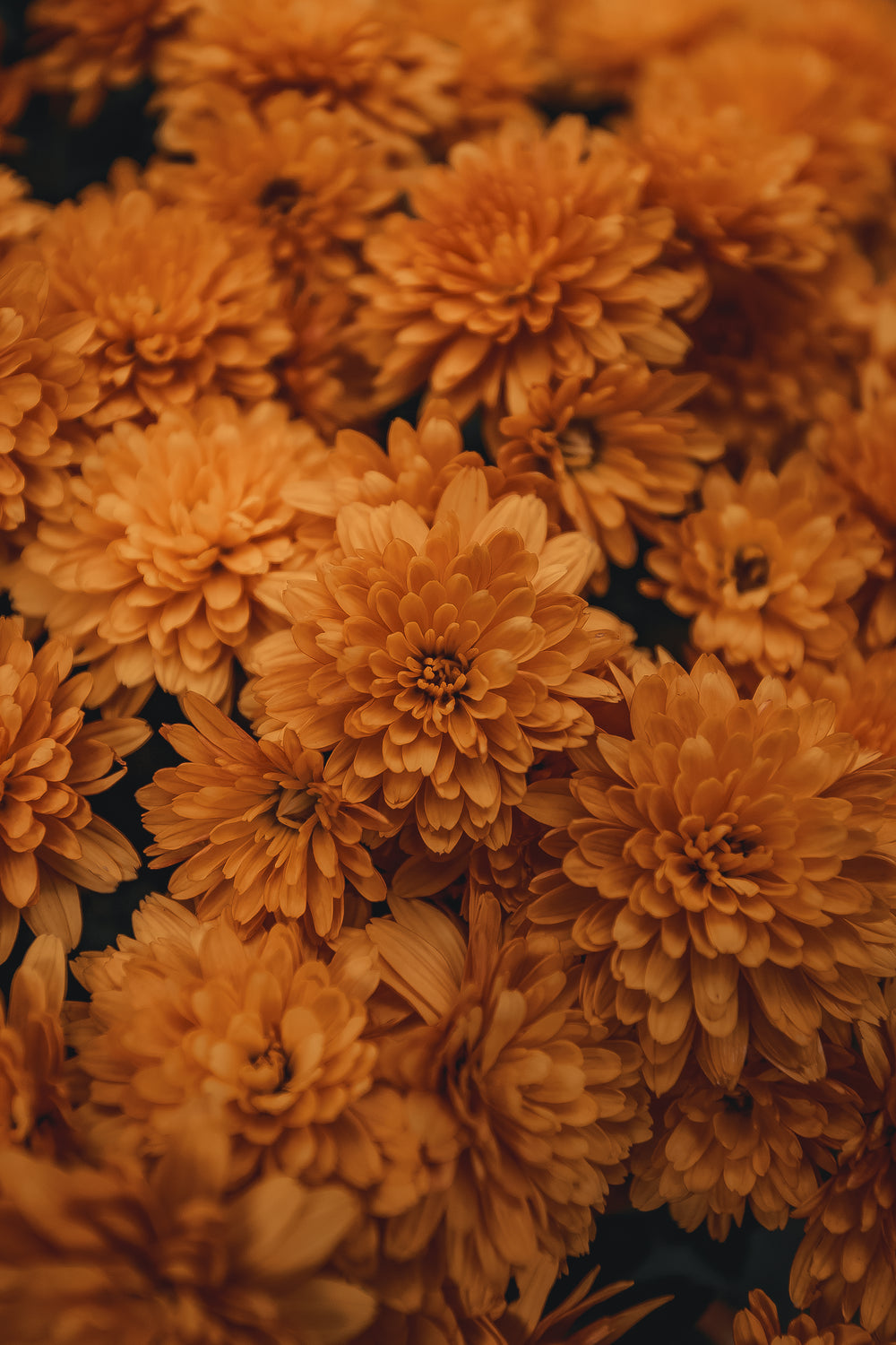 newly blossomed orange flowers