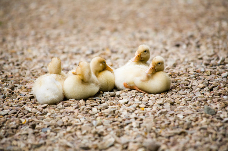 newly-hatched-ducklings.jpg?width=746&fo