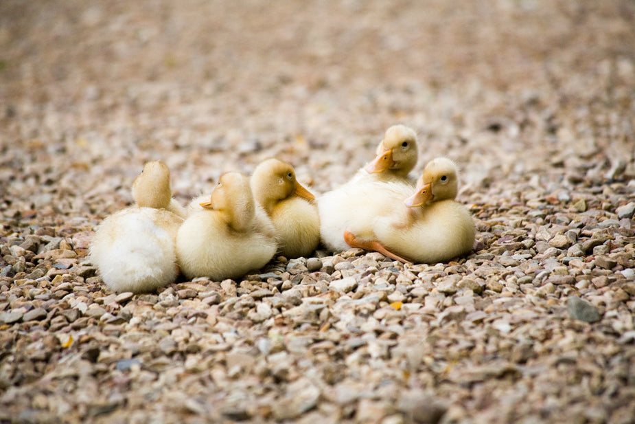 Free Stock Photo of Newly Hatched Ducklings — HD Images