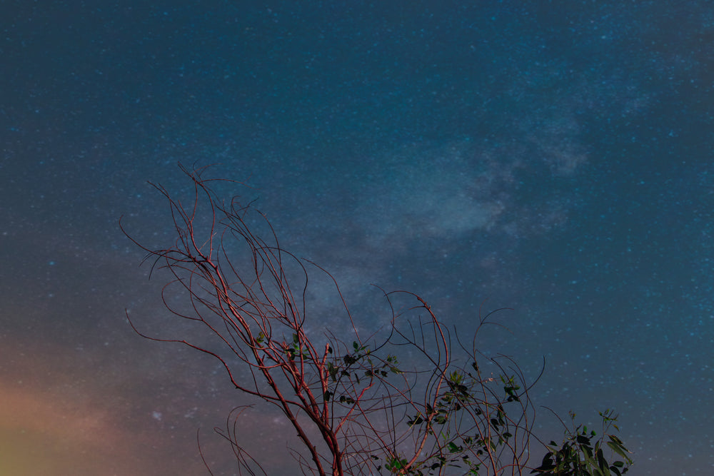 night sky over red trees in setting sun