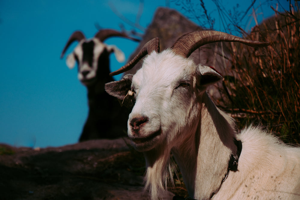 no such thing as a camera shy goat