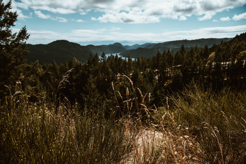 northern hills grasslands