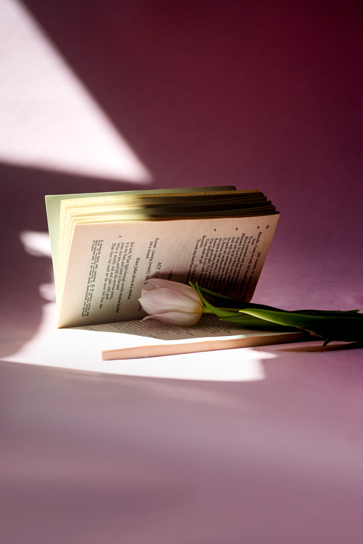 小说铺在粉红色的背景上，旁边有一朵郁金香