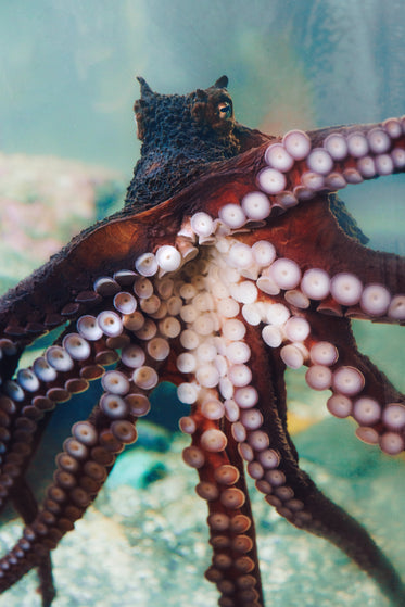 octopus on glass