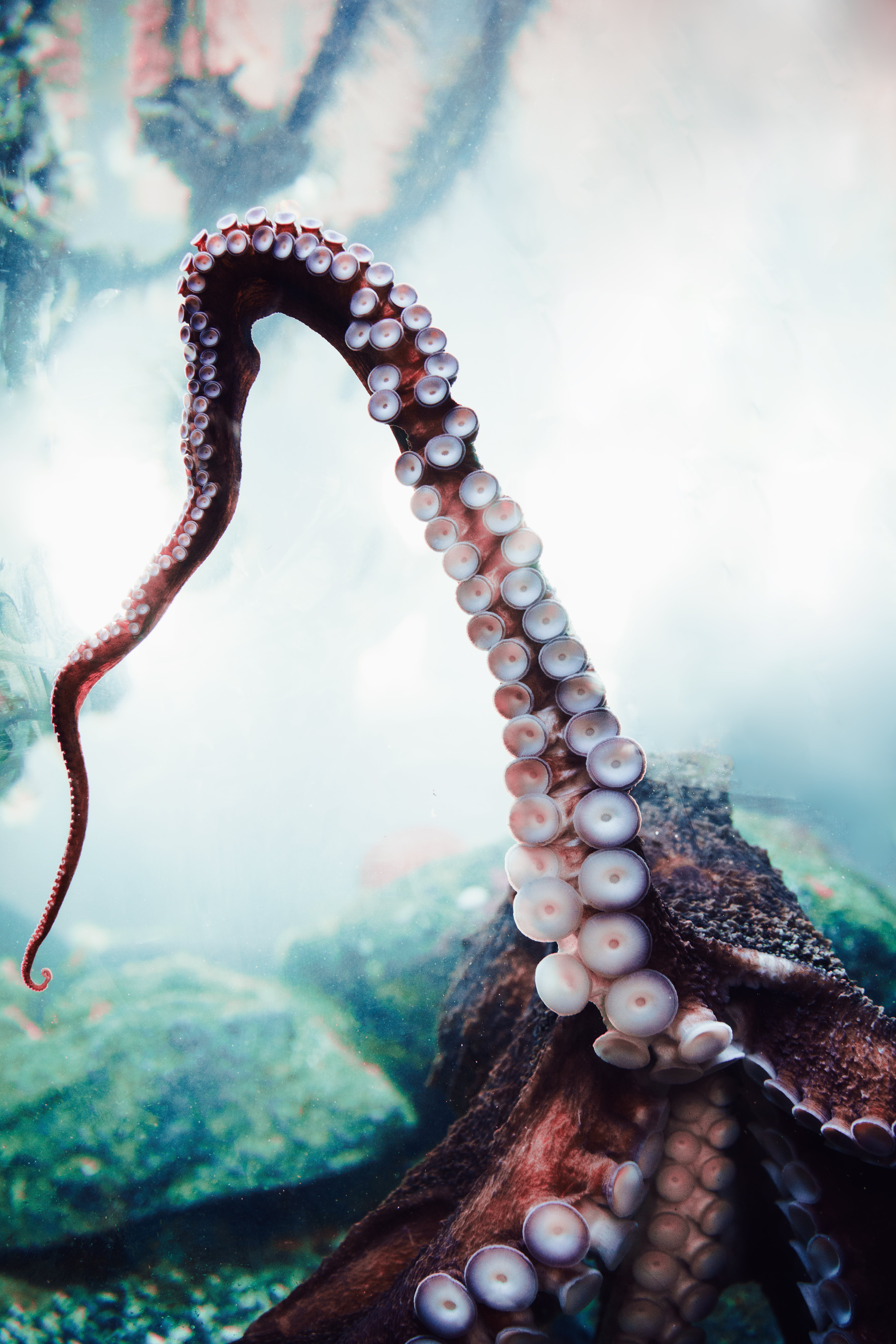 giant octopus photography