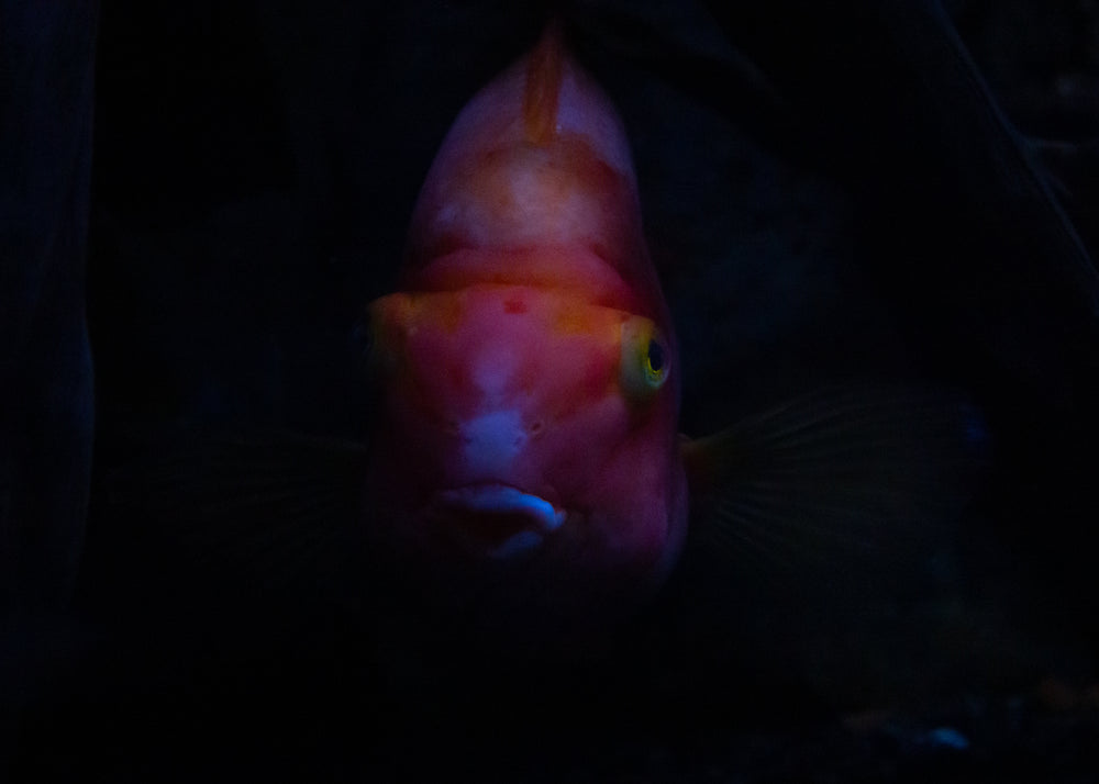 ominous portrait of orange fish