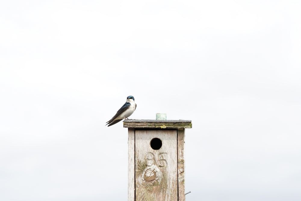 one blue swallow on birdhouse