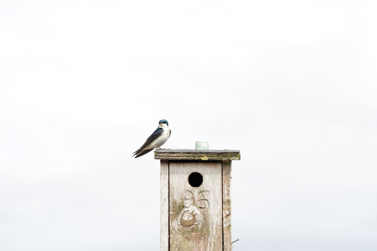 one-blue-swallow-on-birdhouse.jpg?width=