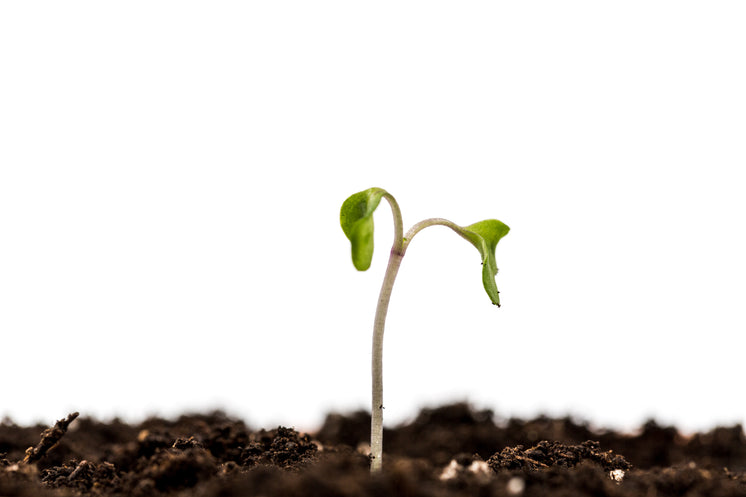 one-little-sprout-growing.jpg?width=746&