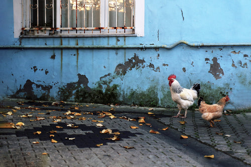 one rooster and one hen by a rustic blue wall