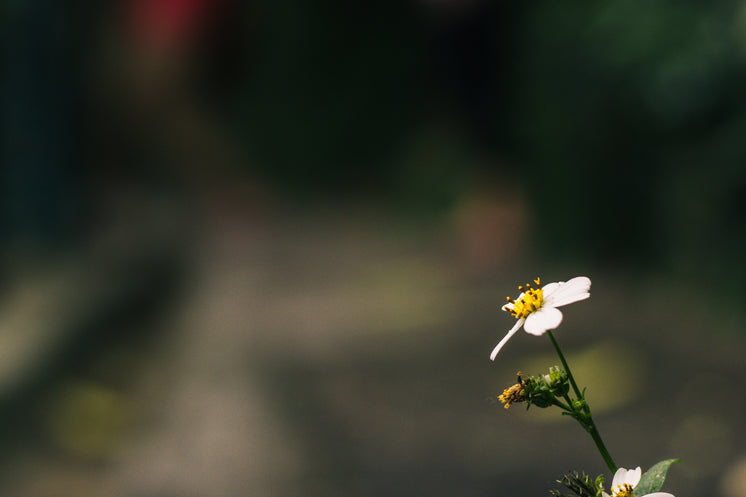 一朵雛菊