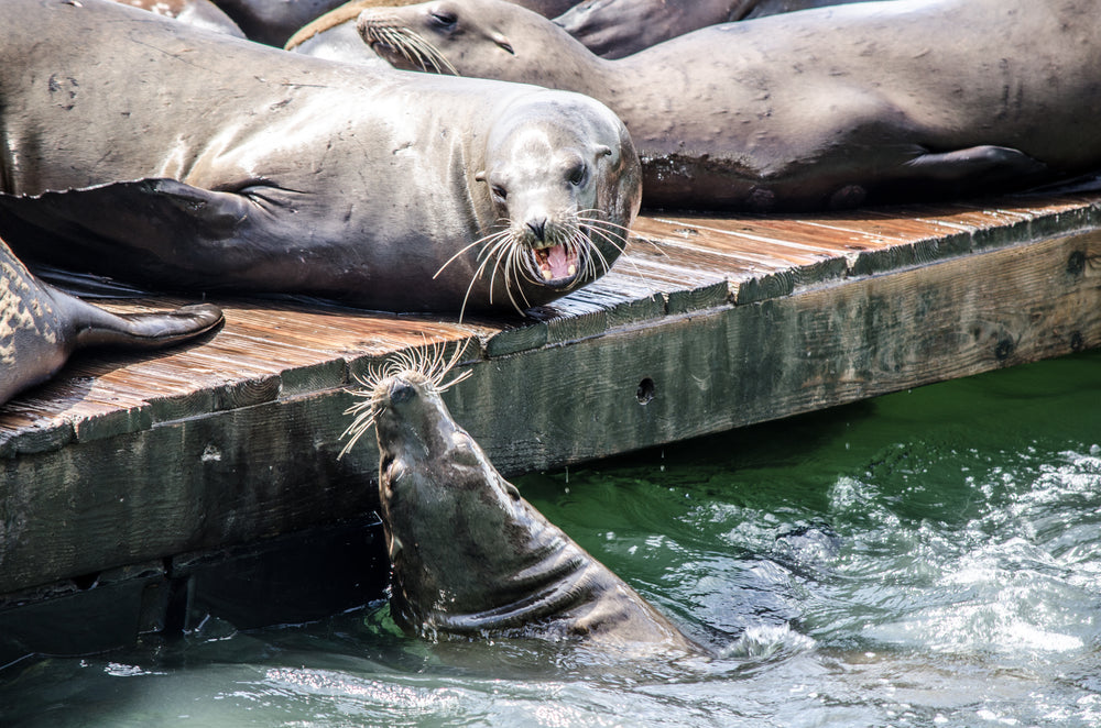 one sunbathing sea lion chats to a sea lion in the water