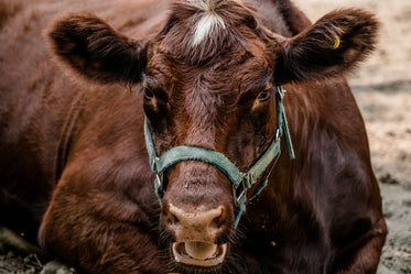 open mouthed cattle