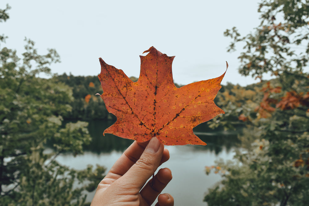 orange fall leaf held  in front of valley