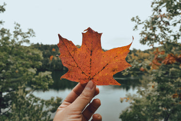 orange fall leaf held  in front of valley