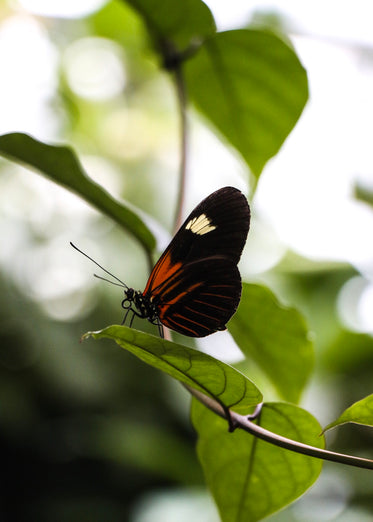 orange and black butterfly on branch
