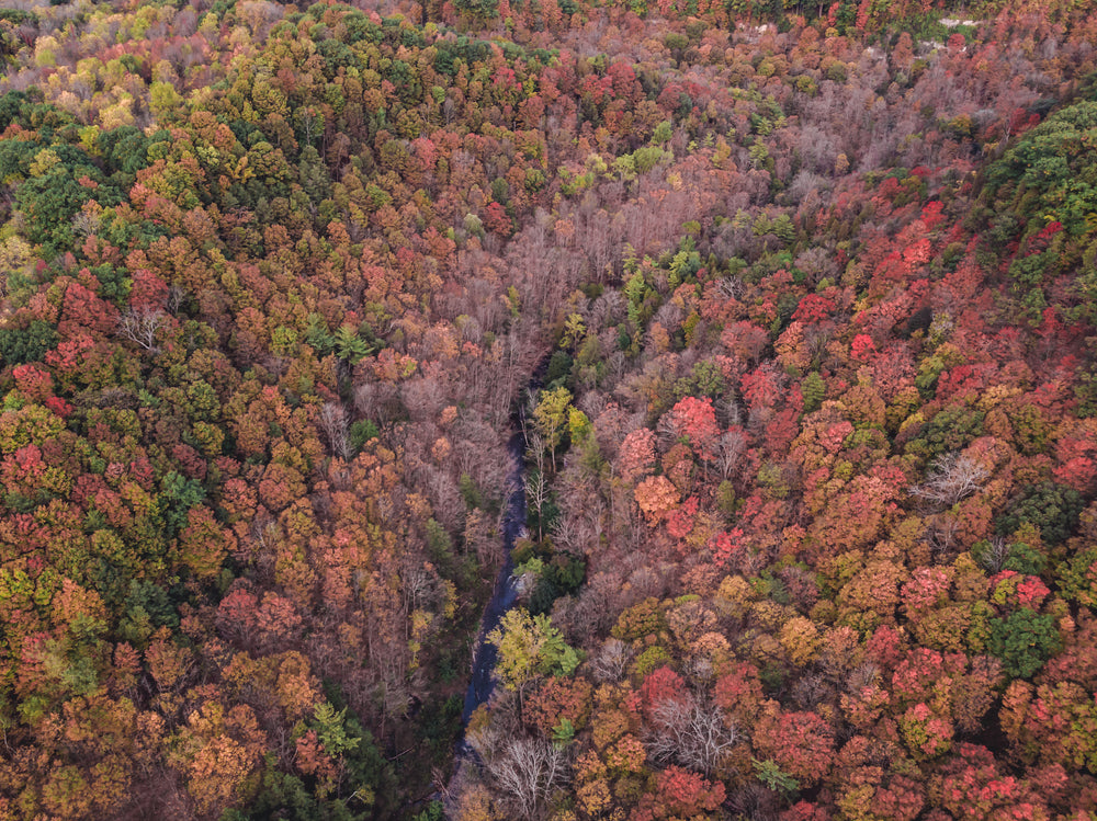 orange and red leaves of fall from above