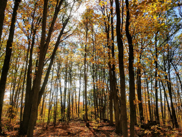 orange autumn leves on trees