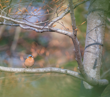 orange bird with a blue head sits on a tree branch