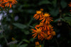 orange blooms closeup