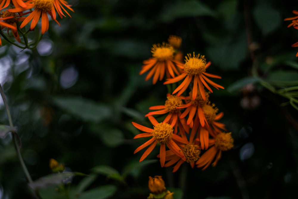 orange blooms closeup