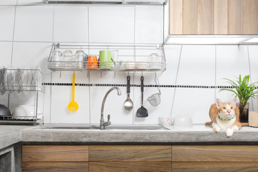 orange cat guards kitchen