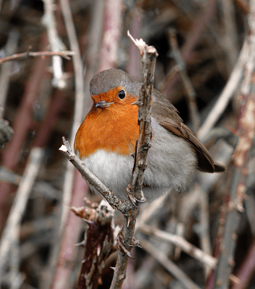 orange chested bird sits on a tree branch