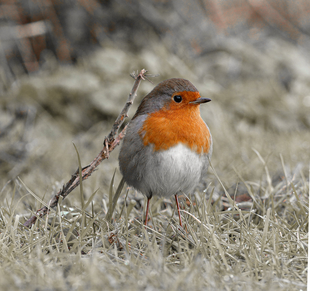 orange chested bird stands in grass