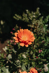orange colored daisy in garden