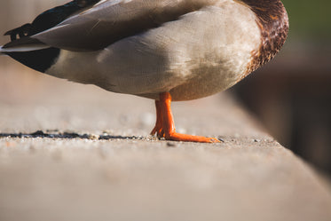 pés de pato laranja