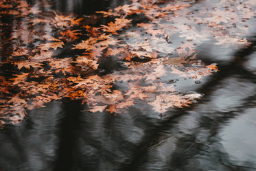 orange leaves on murky water