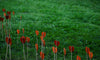 orange paper hearts on sticks planted in green grass