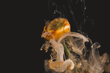 orange smoke bubbles off a flower