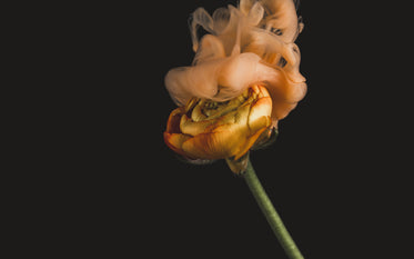 orange smoke envelops an orange flower