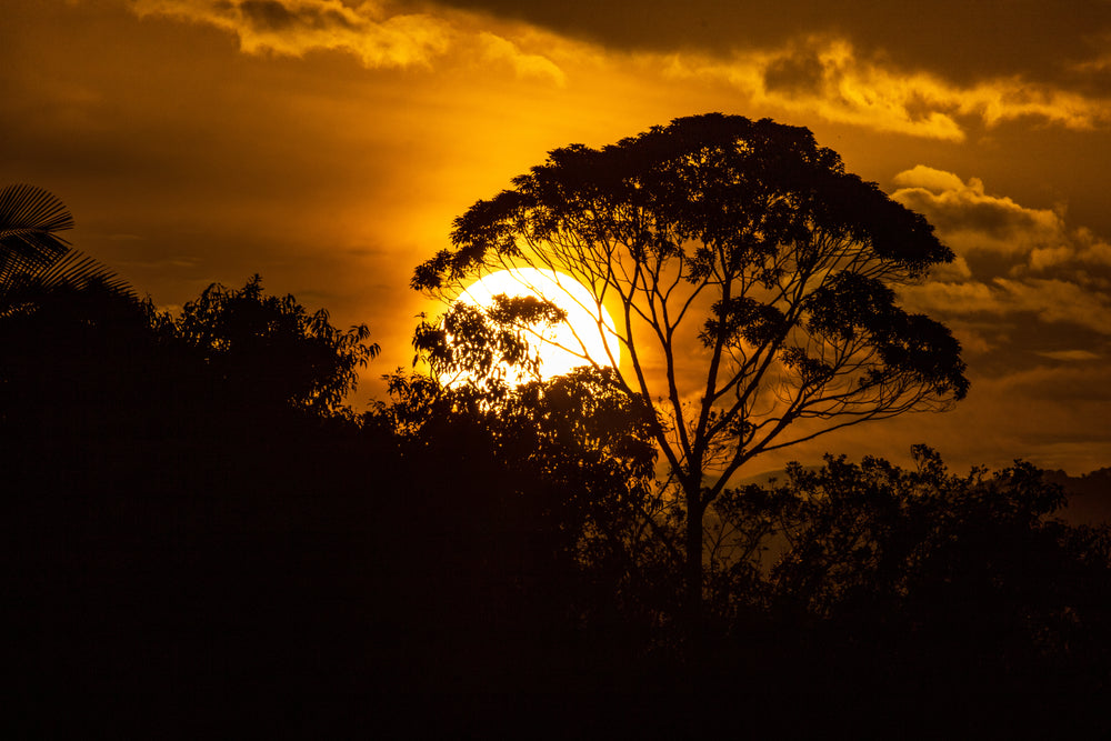 orange sun sets and silhouettes the trees close by