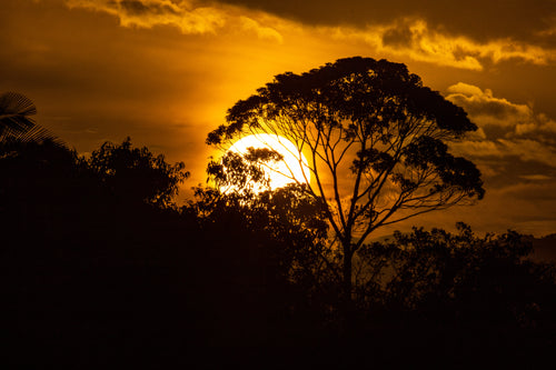 orange sun sets and silhouettes the trees close by