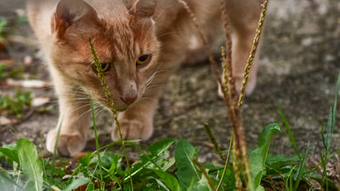 orange tabby cat prowling through grass and plants