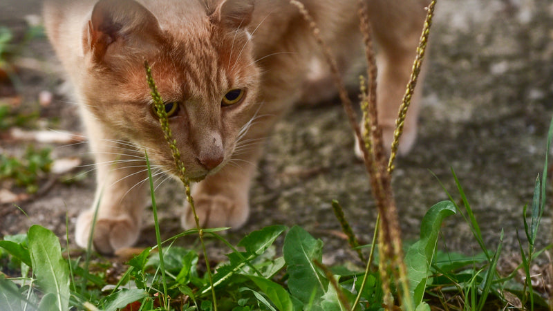 Discover the Perfect Good First Pets for Apartment Living