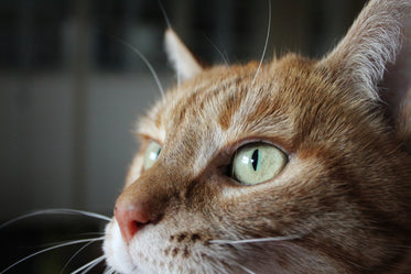 orange tabby cats green eyes