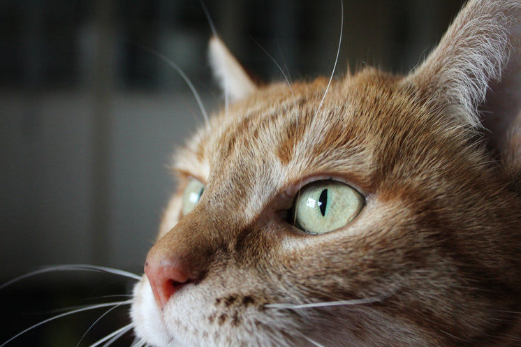 orange-tabby-cats-green-eyes.jpg?width=7