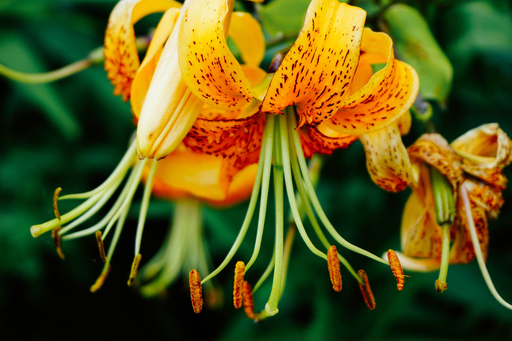 orange yellow flower