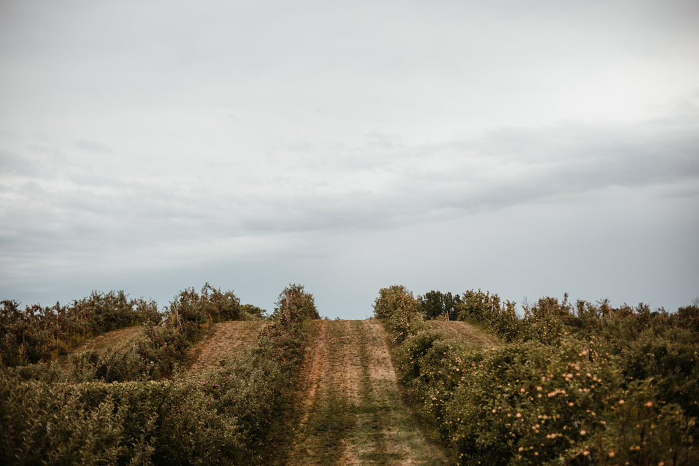 orchard hills rolling over horizon