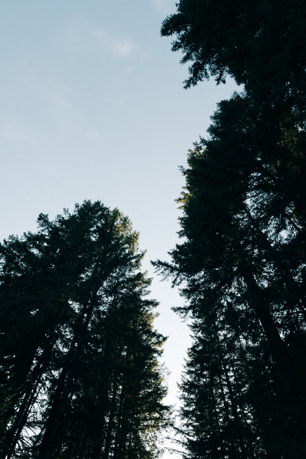 oregon forest trees