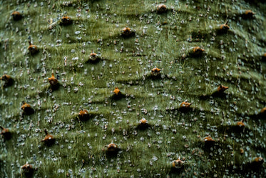 organic green plant closeup