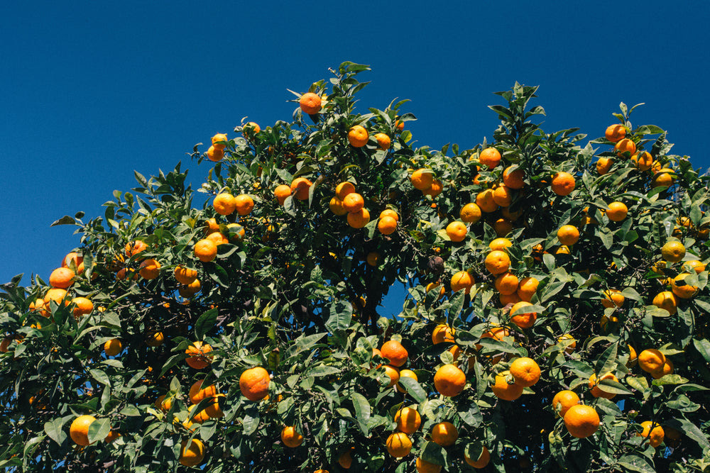 ornage tree bright fruit orchard