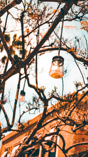 outdoor lights hang from trees