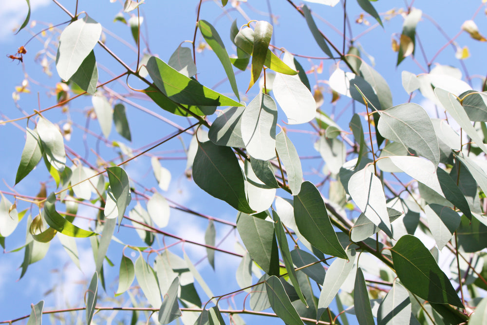 outdoor plant with red branches