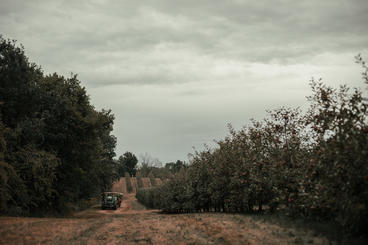 overcast day at an apple orchard